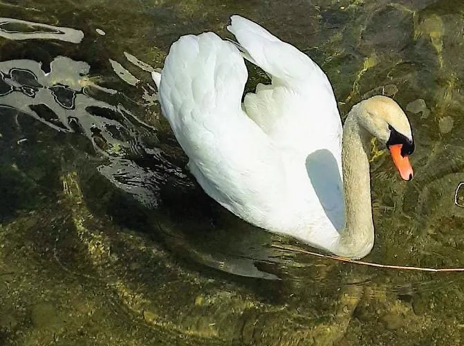 Hotel House Seerose Self Check-in 2*